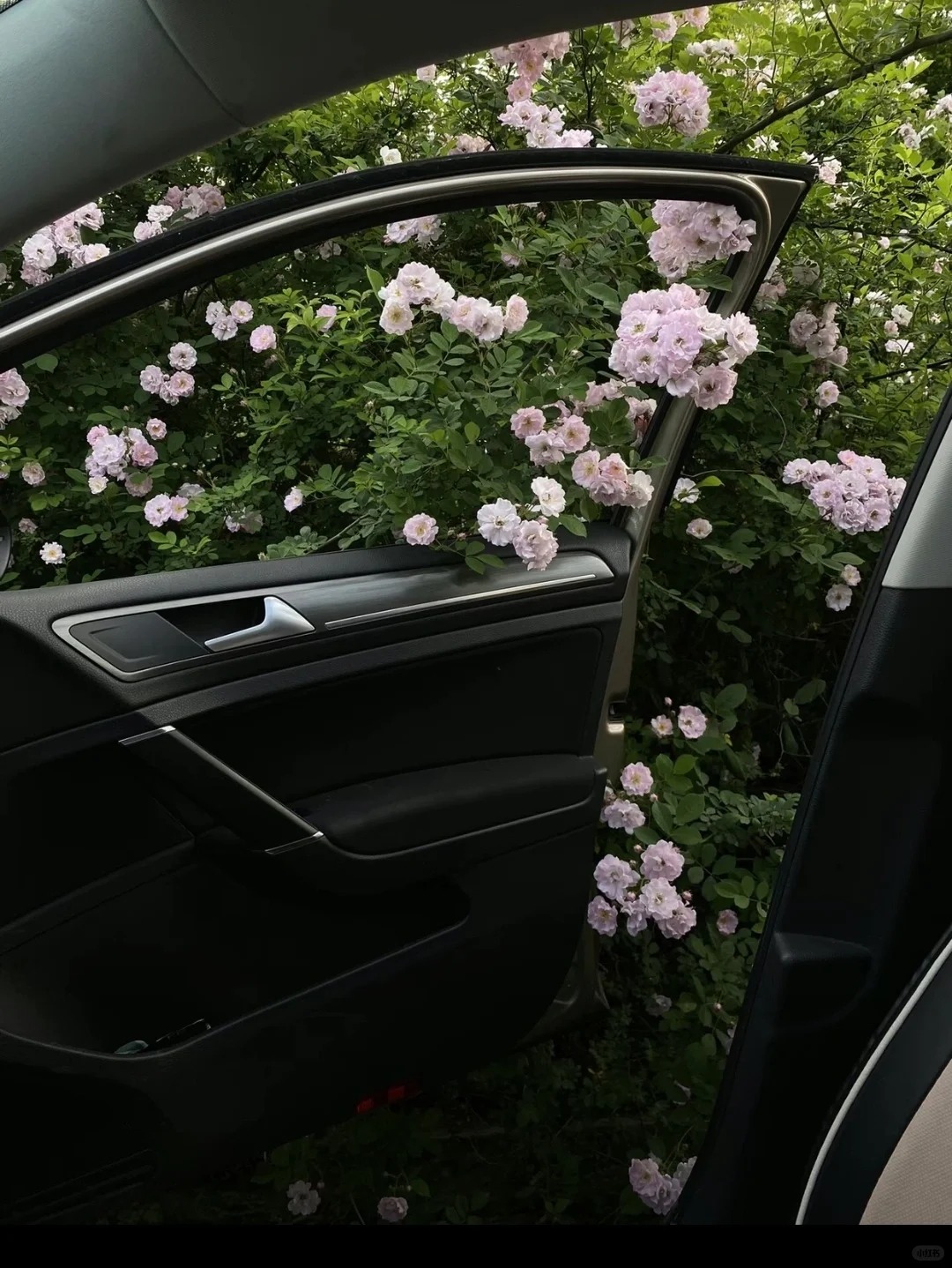 可爱鬼，邀请你看花