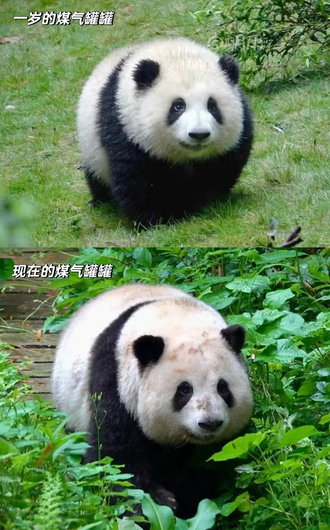 花花等比例长大铁证
哈哈哈哈可爱鼠了#大熊猫和花