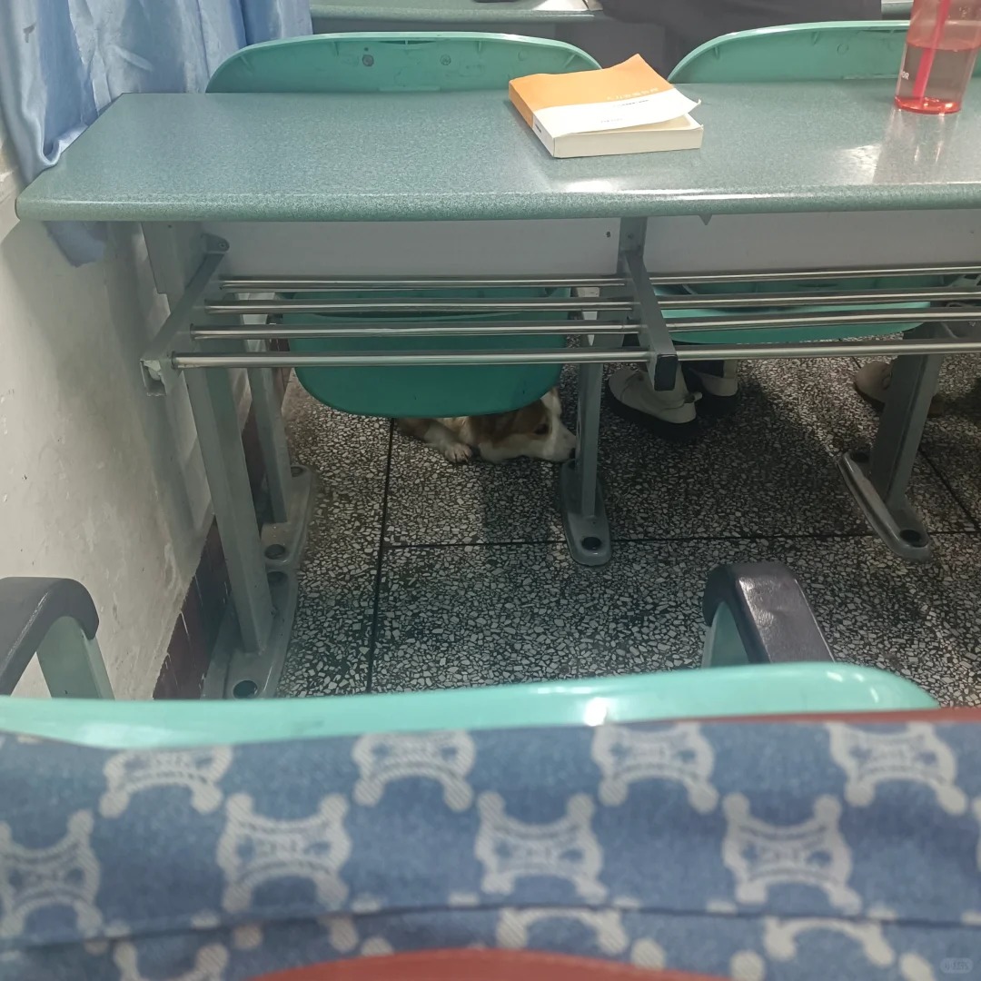 在教室突然听到喘气声 发现...
结果低头一看 有只小狗