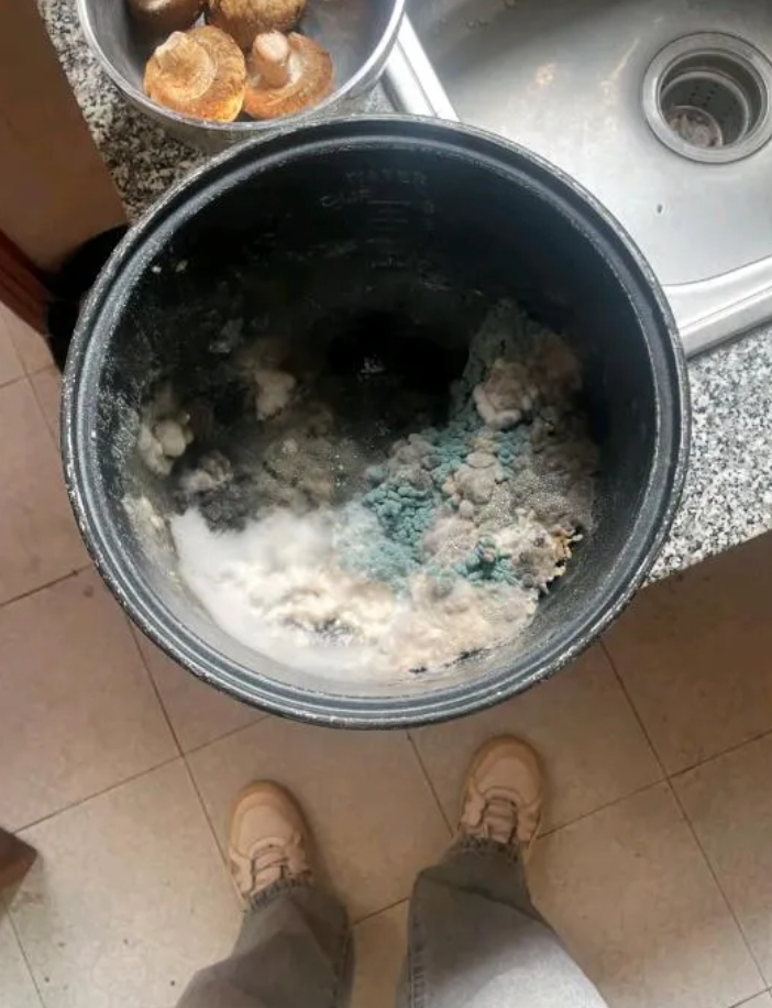 请问这个菌是什么个情况？