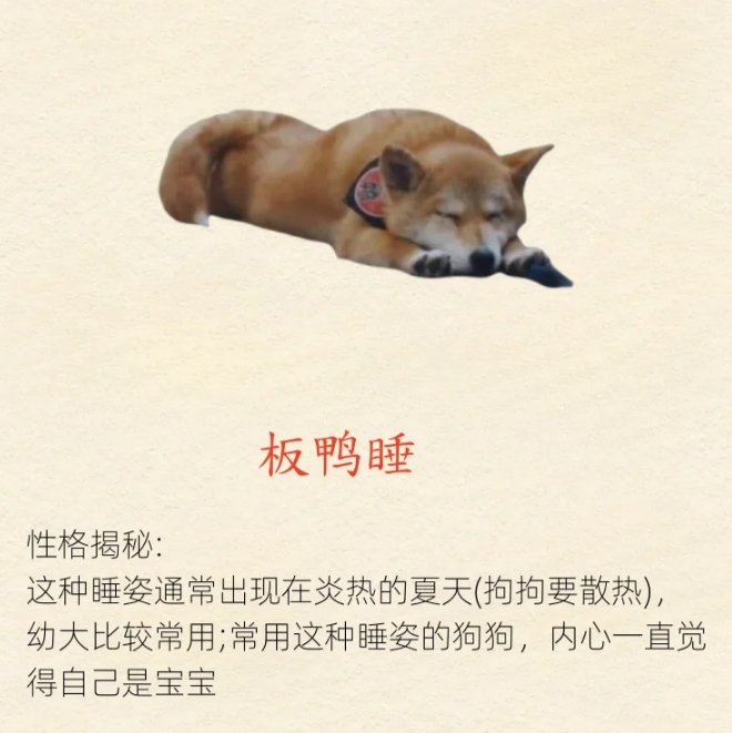 狗狗睡觉的姿势，代表不同的性格。

狗狗睡觉的姿势总是千奇百怪，

不同的睡觉姿