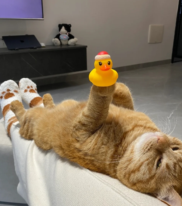 每天比我还忙，小猫真的承受了好多！