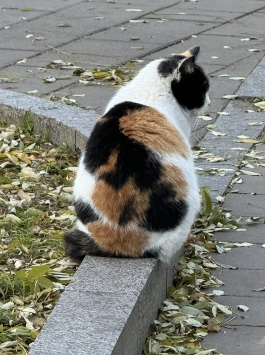 谁懂！公园的小猫！