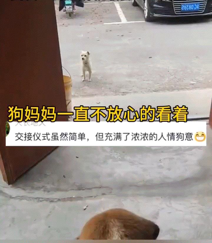 江苏，一男子在家门口发现，一只流浪狗妈带着一只小狗崽守在其家门口。当狗妈看到男子