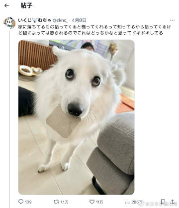 狗子知道捡起家里掉在地上的东西会被夸，但有时候捡了也会被骂。现在它不知道捡的这个