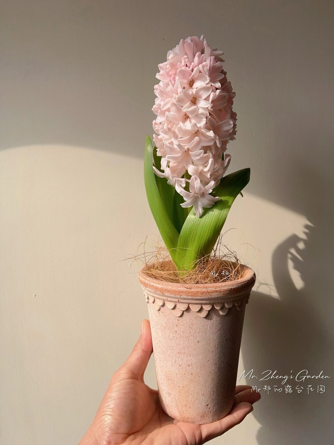 我的养花日记：期待下半年的花海盛宴🌸

哈喽花友们！👋 这段时间，我的小花园