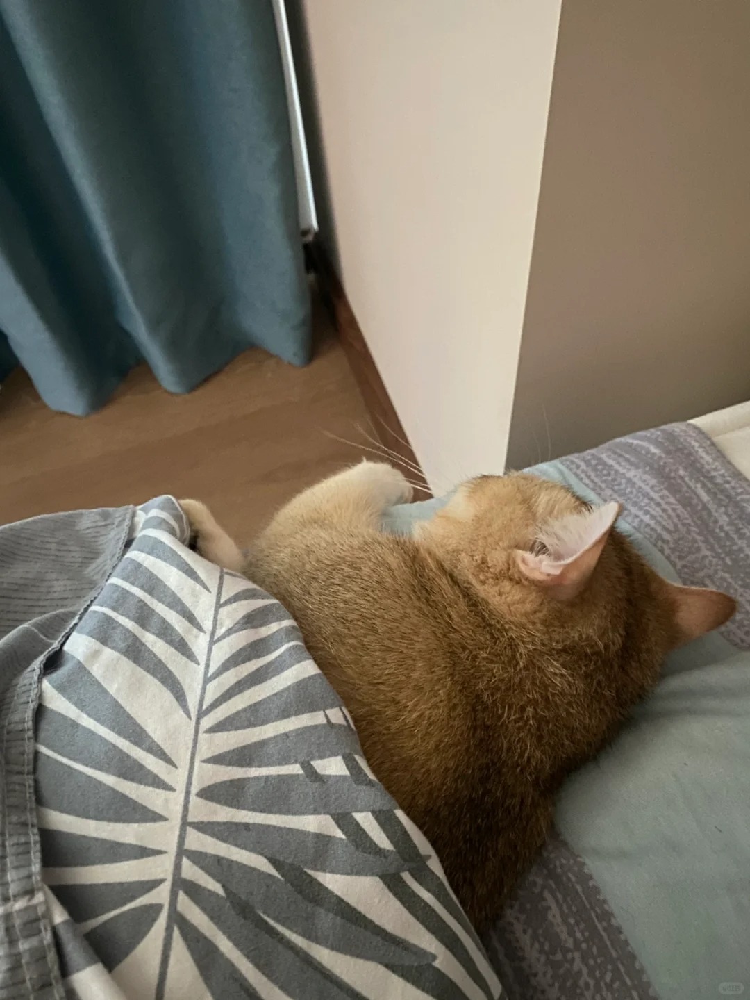 我妈让我问问谁家小猫能上床睡觉
我妈让我问问谁家小猫能上床睡觉
姨姨们，我妈说我