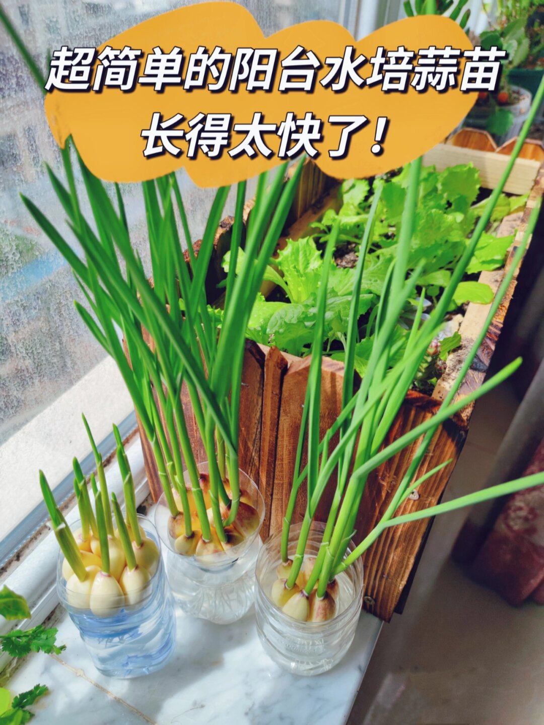 水培蒜苗，居家种植新宠！🌱

在这个特殊的疫情期间，阳台种菜成了新风尚！🥦?