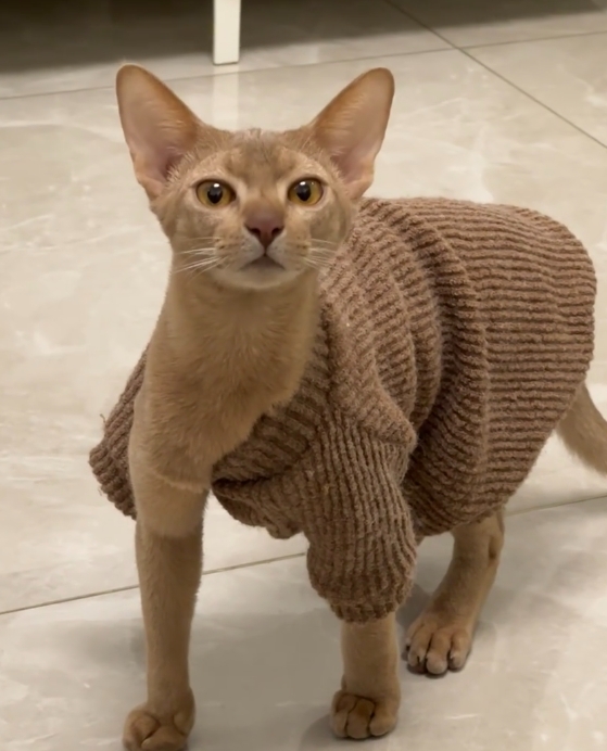 猫咪有自己穿搭风格