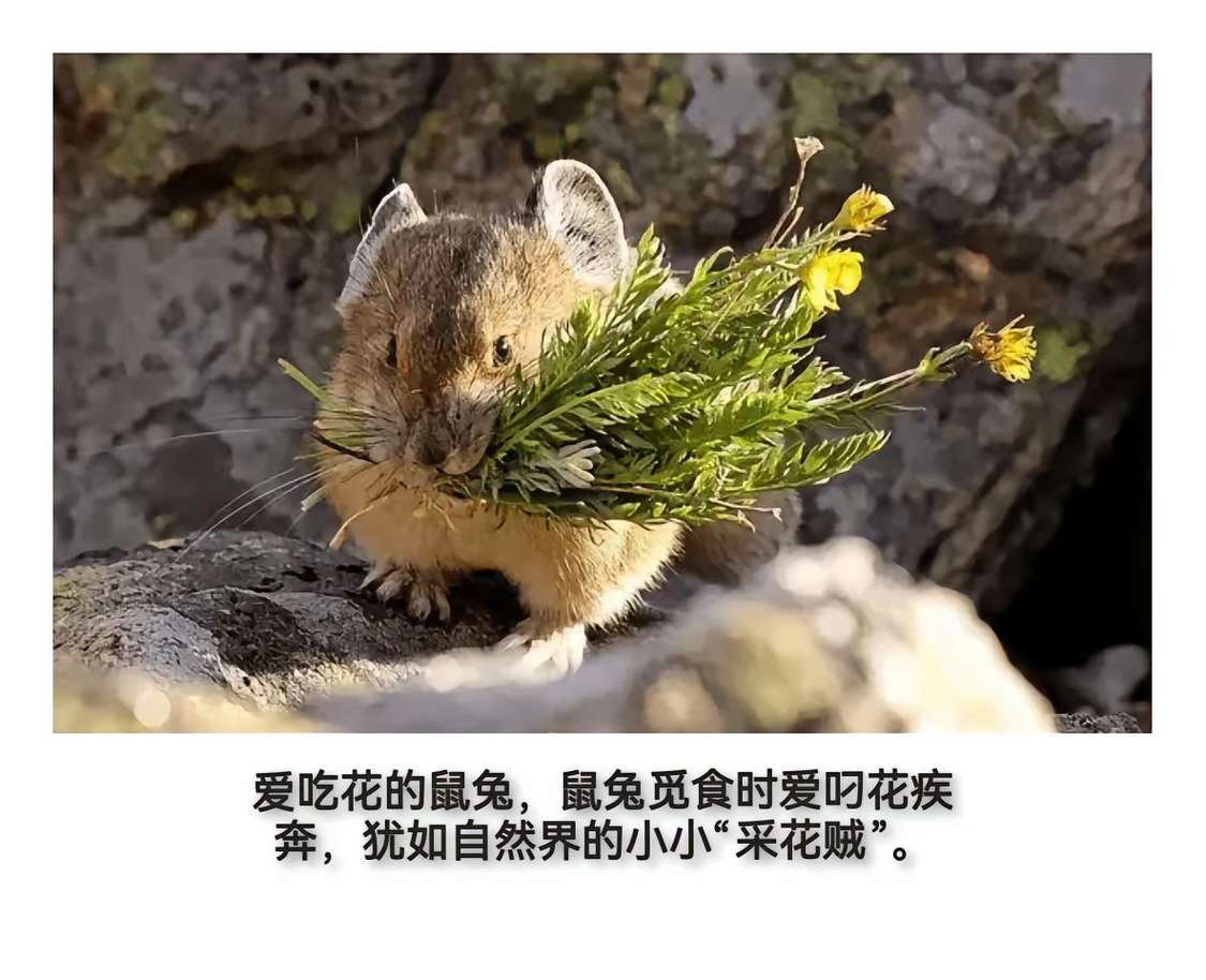 自然界的小小“采花贼”