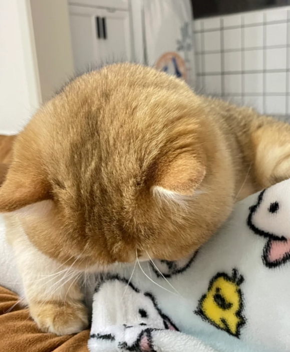 把我当它的肉枕，心机肥猫