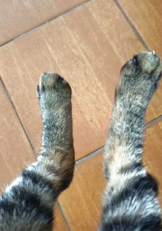 敏感的猫咪