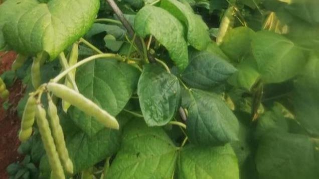 豆薯又叫凉薯、地瓜，一种长在地下的水果，既当水果吃，又当菜吃