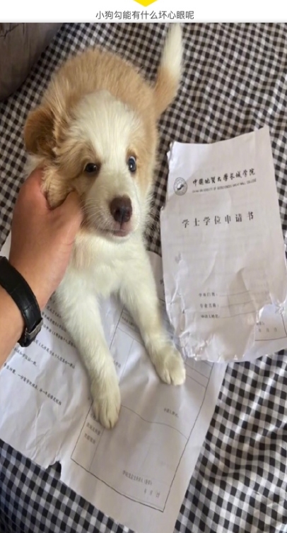 狗子：不能比我先毕业