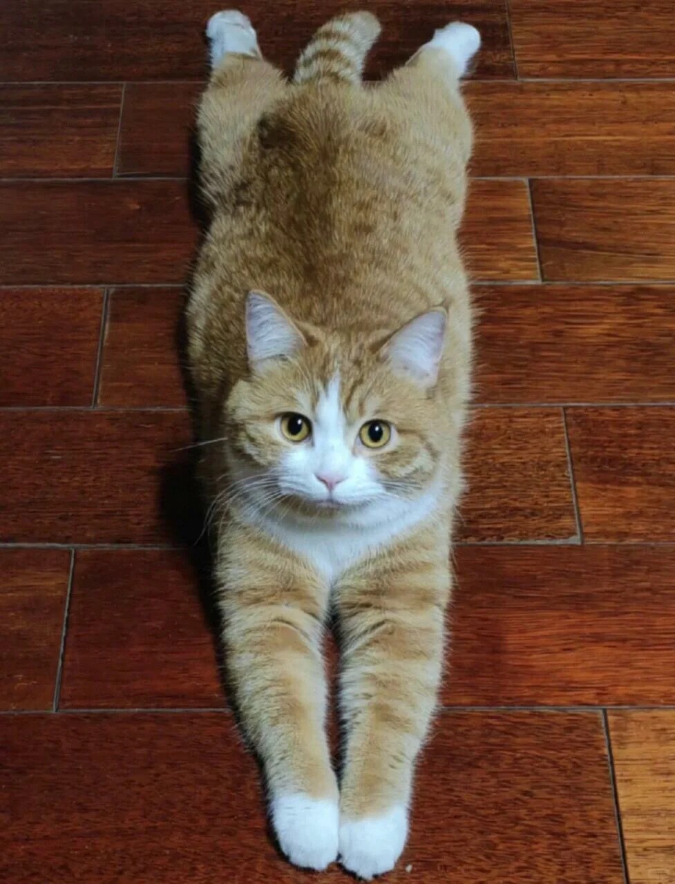 来！发一张猫照让我们一起来猜性别
考验大家眼里的时候到啦