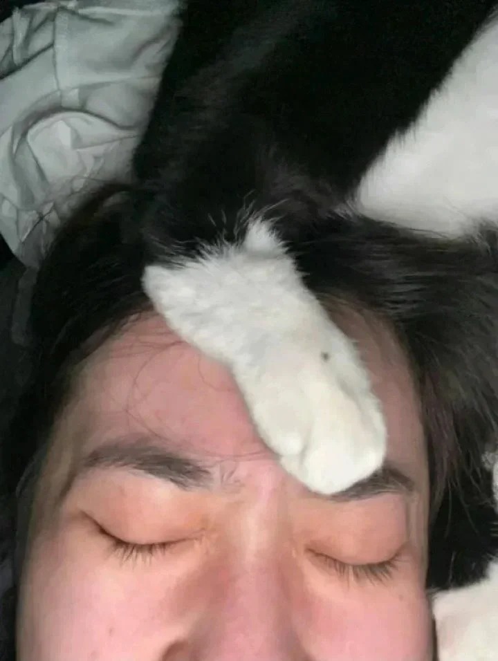 收集大家觉得拉低猫猫健康的行为（避雷版）
新人养猫，很怕自己养不好
有没有养猫需