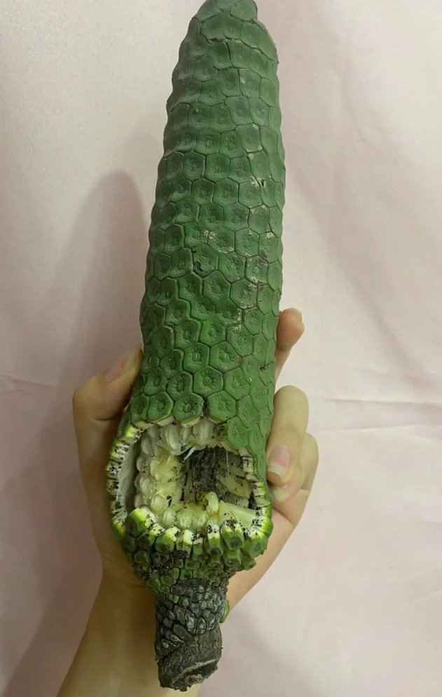 吃完嘴巴麻麻的， 不会是中毒了吧