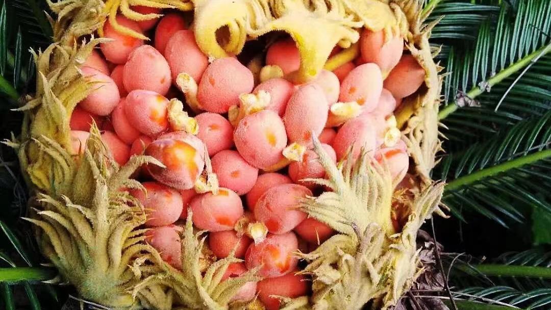 为了繁衍，它努力把自己长成了剧毒，可总有人不怕死去尝试