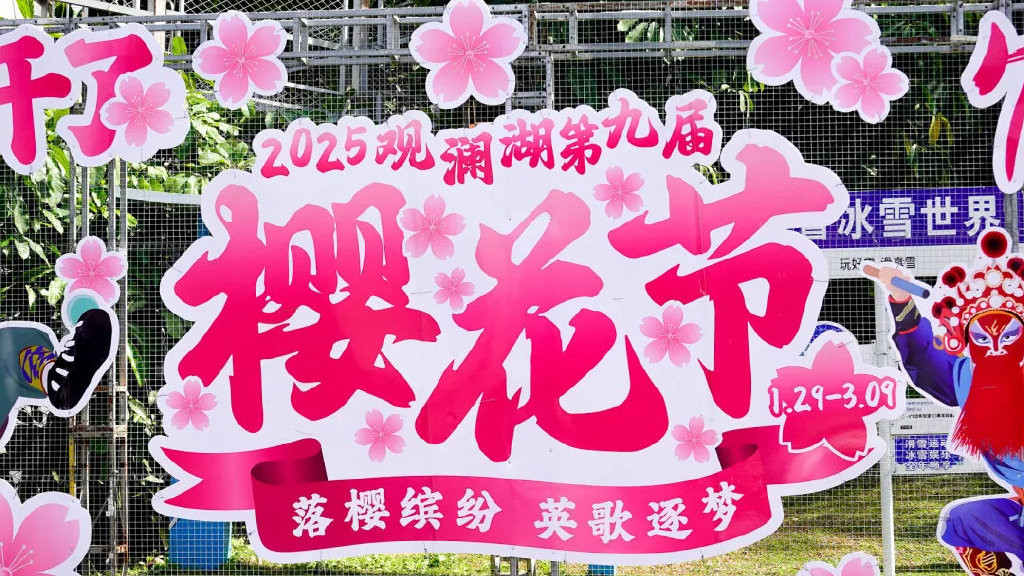 不用去外地，深圳也能看樱花，还是个遛娃圣地！