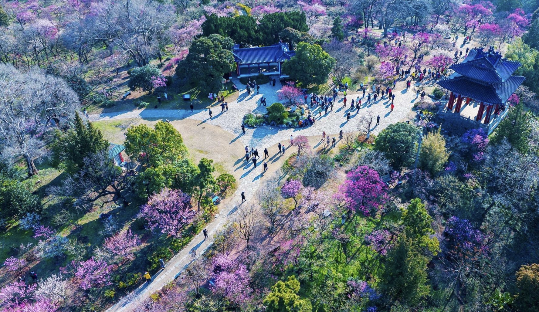 2024中国南京国际梅花节盛大启幕，邀您共赏春日美景！
墙角数枝梅，凌寒独自开。