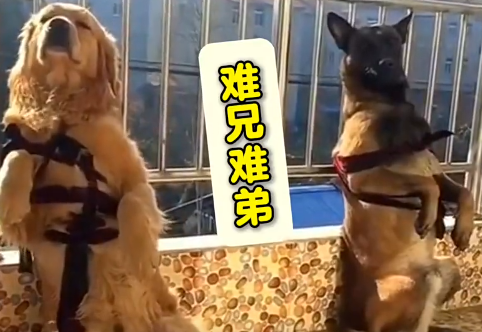 心眼比身上的毛都多