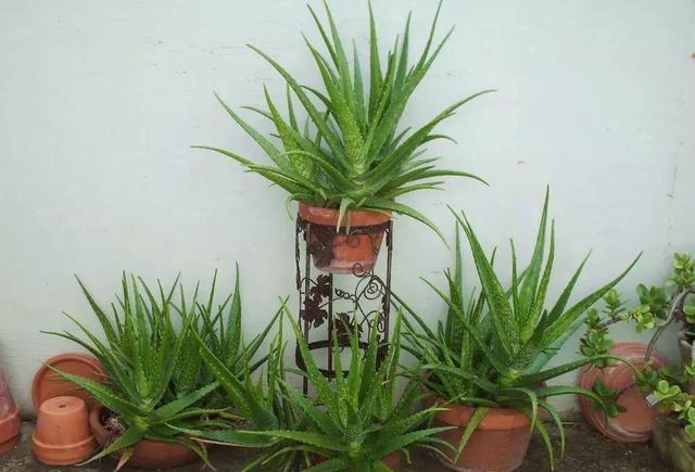 

芦荟断水不但长势好还能爆小芽平时我们都是等土下3cm处干了才浇水，想要长侧芽