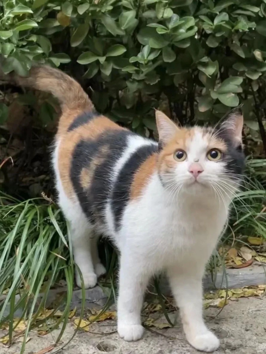 真的太羡慕养三花猫的人了！！
就是听说三花掉毛很严重
不过三花猫真的是统治了猫咪