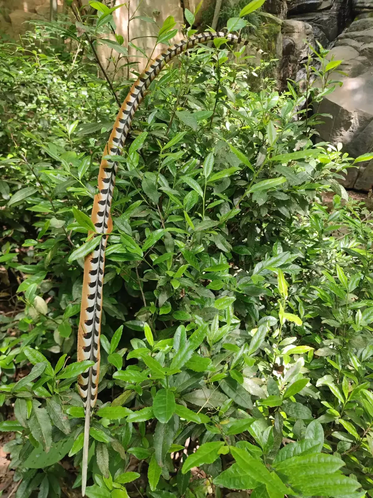 湖北，有一位男子登山锻炼，意外的在山上发现了一根长达1米65左右的羽毛，这根羽毛