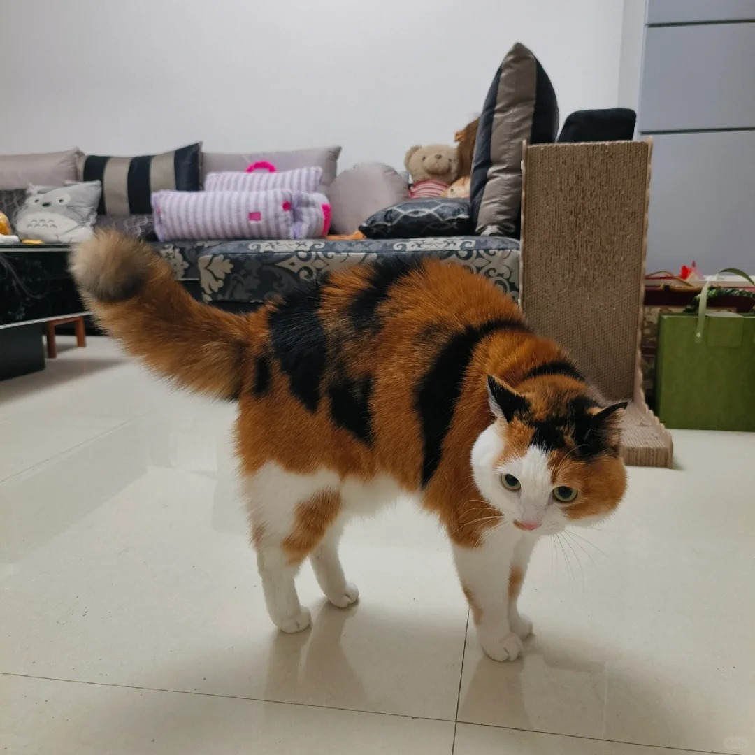 易受惊吓炸毛的……红糖小熊猫？