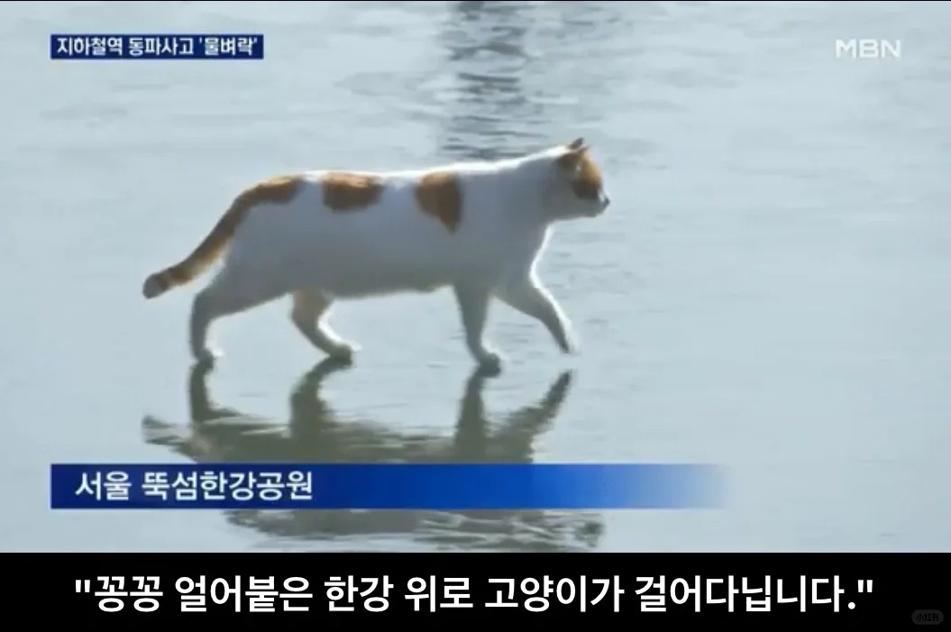 冻得梆硬的汉江上有一只猫在溜达🐈
冻得梆硬的汉江上有一只猫在溜达
꽁꽁 얼어붙