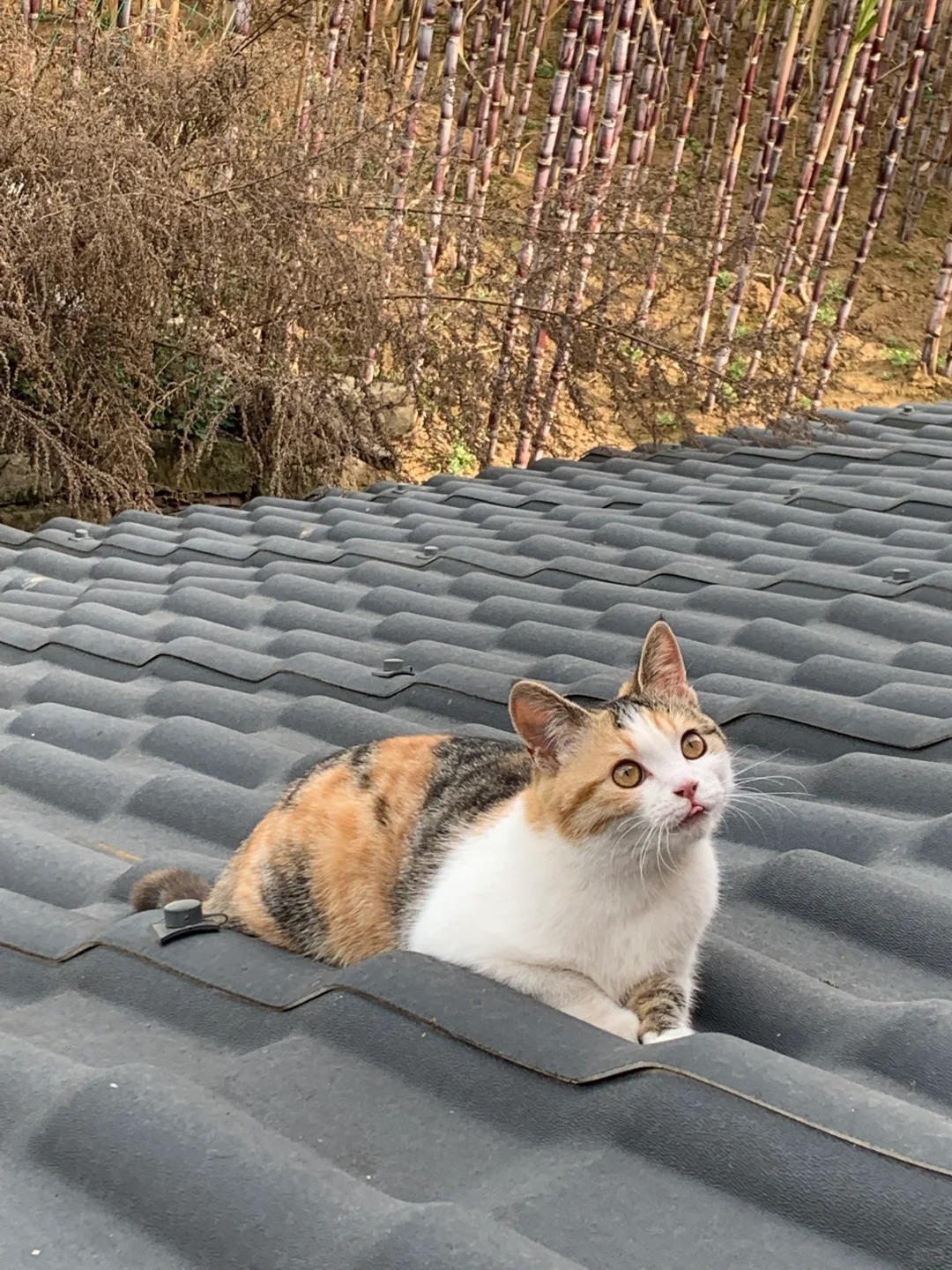 干嘛吐舌头？以为自己很可爱吗？！
果然，农村才是养猫的正确打开方式
不过小家伙好