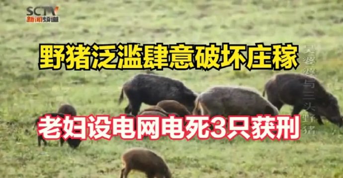 只是想着驱赶野猪