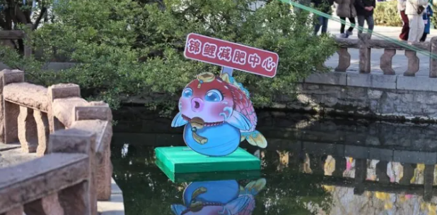 趵突泉鲤鱼肥胖严重