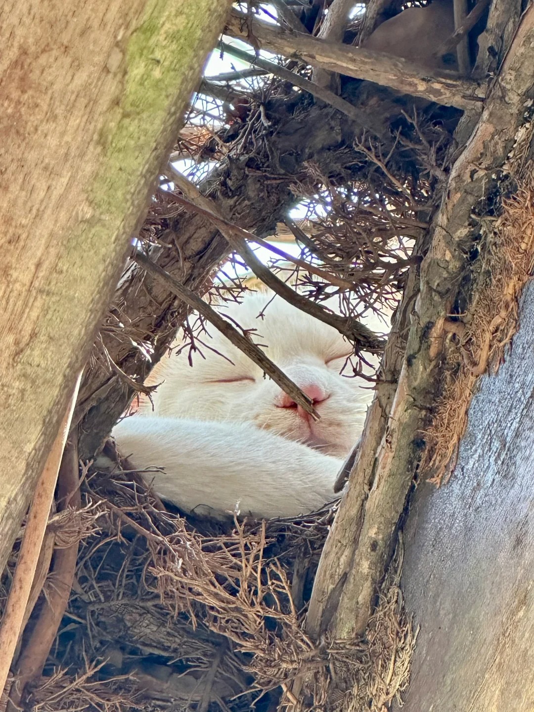 树上怎么有块白面馒头
路过突然发现树上多了块小馒头，凑近一看，哪里来的馒头，只有