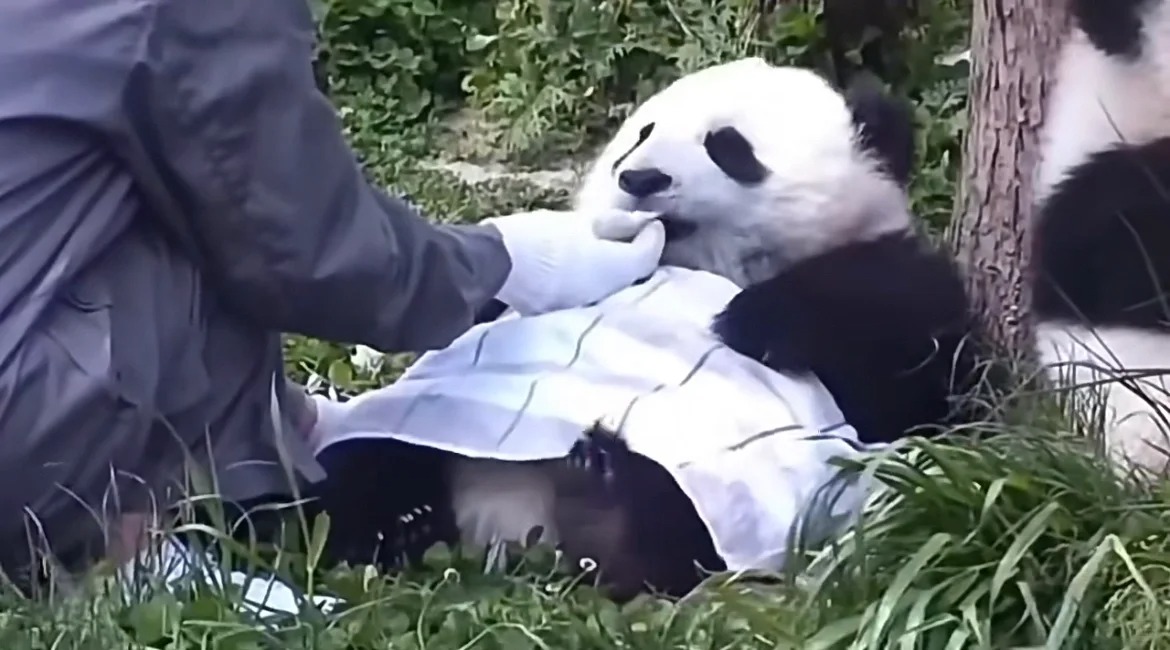 毛巾——熊猫宝宝的必备单品哈哈哈