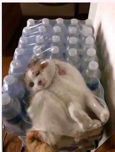 猫：这样很安全