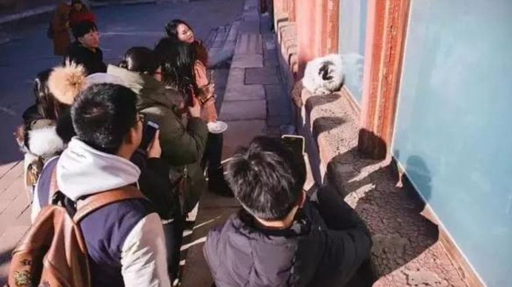 一天，记者问故宫院长单霁翔：“故宫有200多只野猫，为何不驱赶？光喂养费就得一大