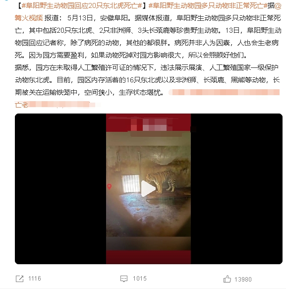 触目惊心！每个生命都值得尊重与珍惜，养不好能不能放归山林？

东北虎全世界已经不