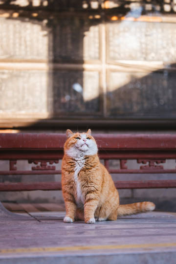 故宫的猫-望天儿的帕帕