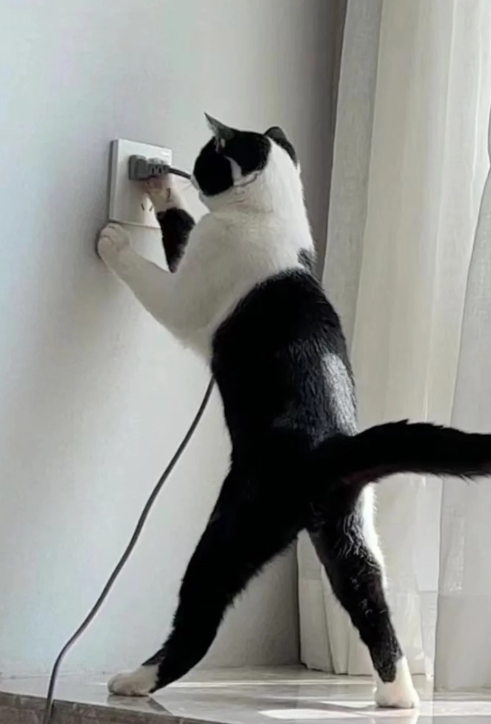 大家的猫都是做什么工作的