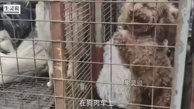 在狗肉车上，关在笼子里的小泰迪站立着身体，使劲挥动的前肢，试图让旁边的好心人救救