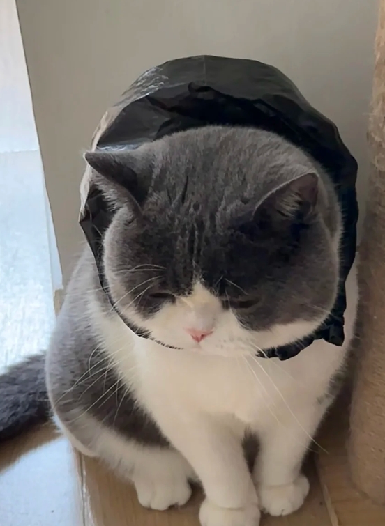想要离家出走的猫