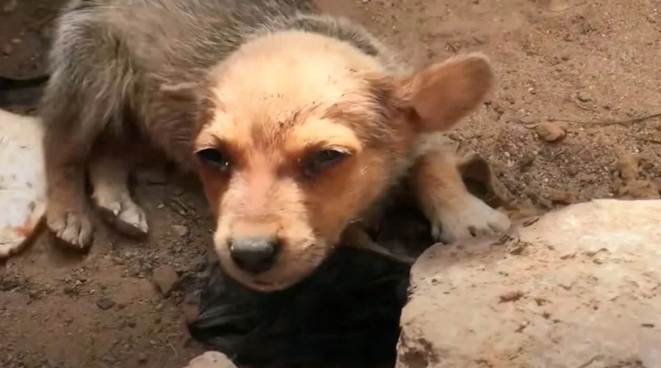 小姐姐从熊孩子手中救下一只小奶狗，小狗把唯一的食物送给小姐姐