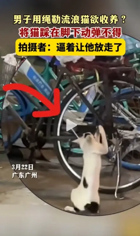 最多就是扔的一个仓库然后让抓老鼠，没老鼠了然后又扔了