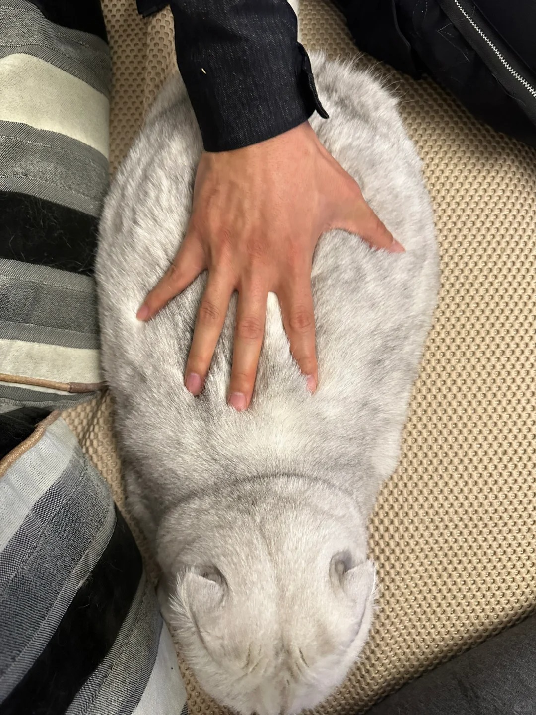强制洗屁股
从今年开始，猫就懒得舔屁股了，个人卫生一塌糊涂，为什么会这样