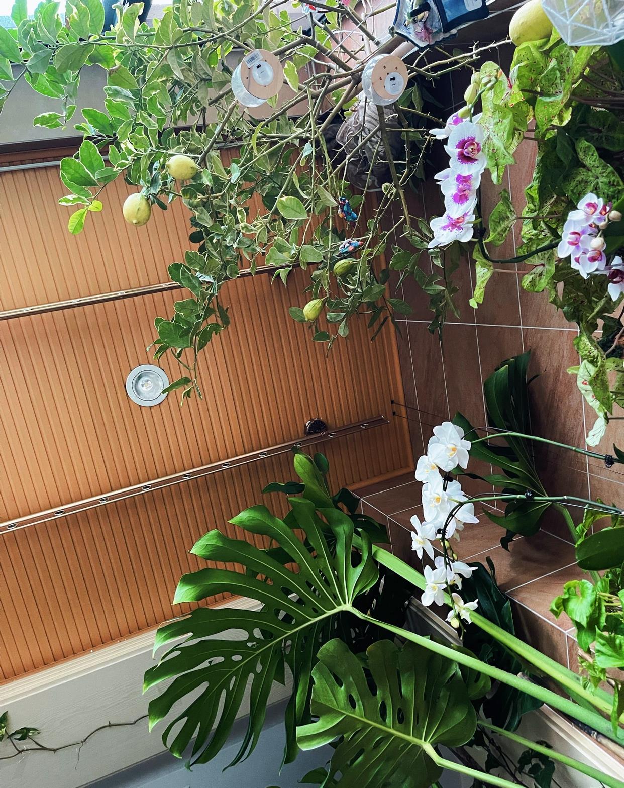 
家人们，快来看啊
我家快变成小森林了~