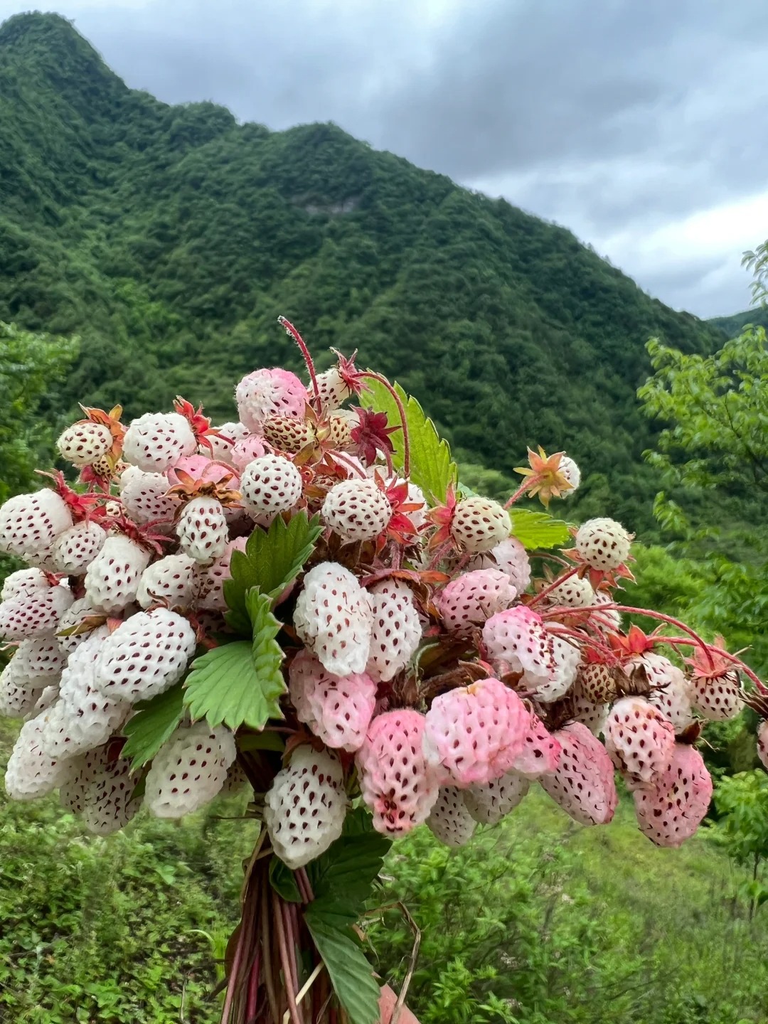 这才是春天该有的味道
今天山里转了一趟，野草莓花已经开了，接下来的一个月等着吃人