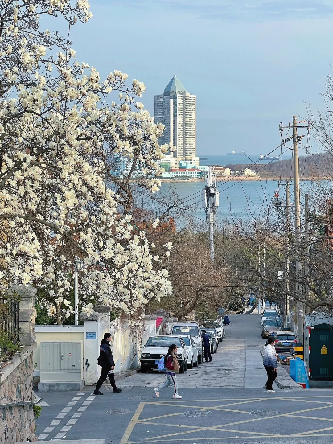 青岛这条路…在朋友圈被问爆了
三月的青岛是一万次春和景明
玉兰花开，为老城添了几