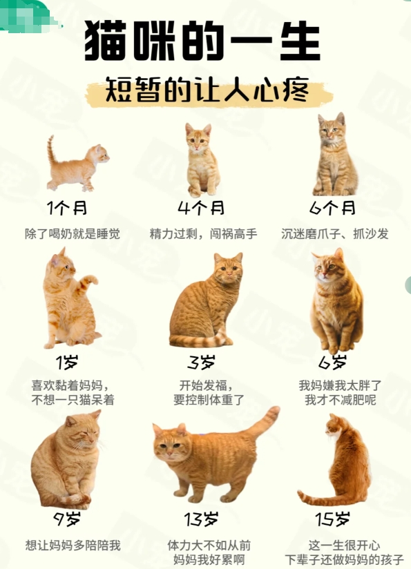猫咪的一生，短暂得让人心疼！