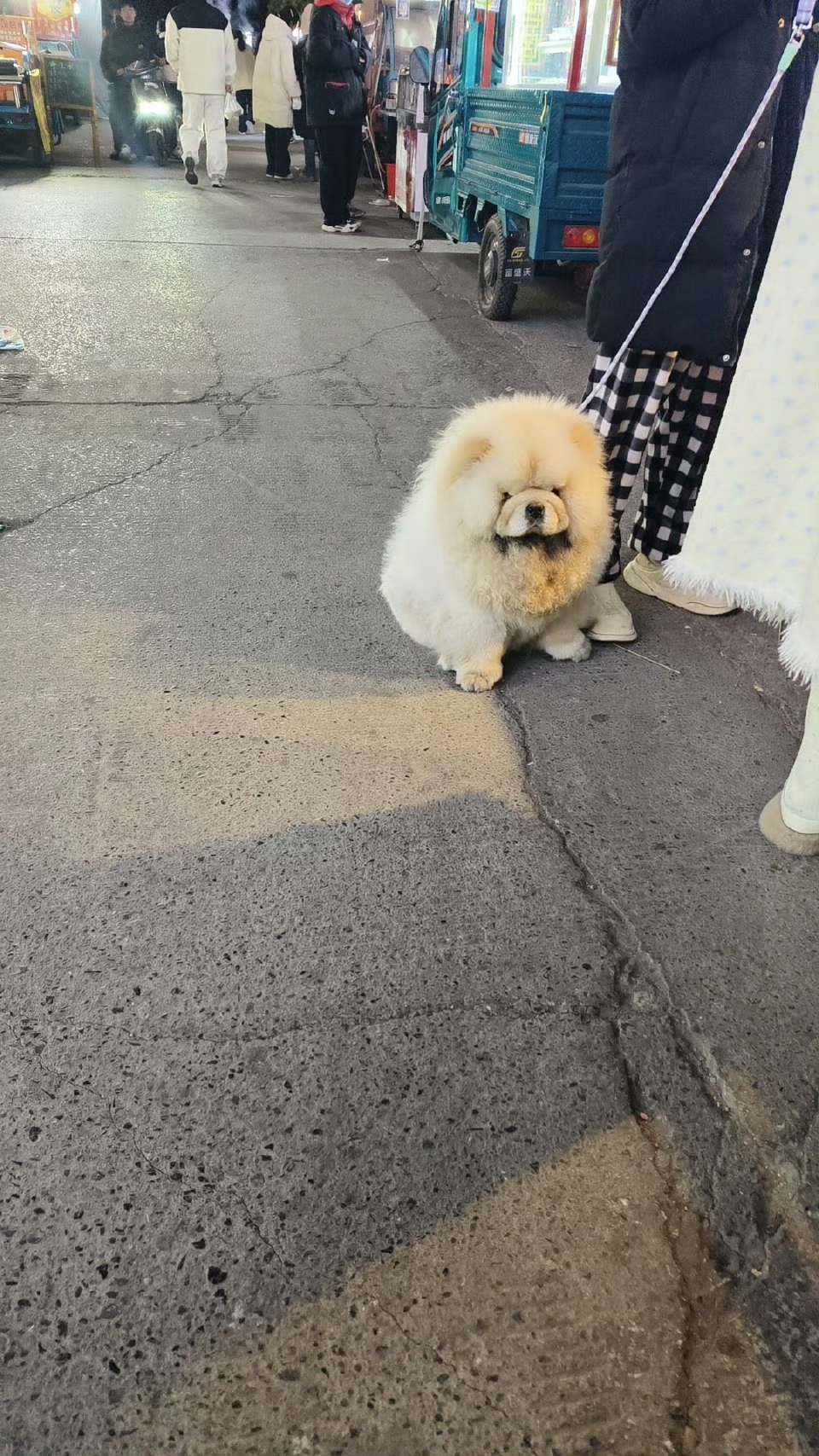 这狗长得笑死我了